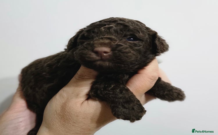 Miniature Poodle dogs - Advert 14