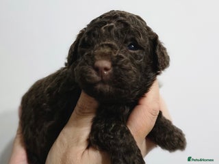 Miniature Poodle dogs - Advert 3