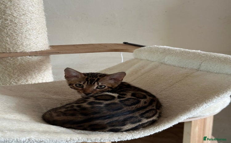 Bengal cats - Advert 6