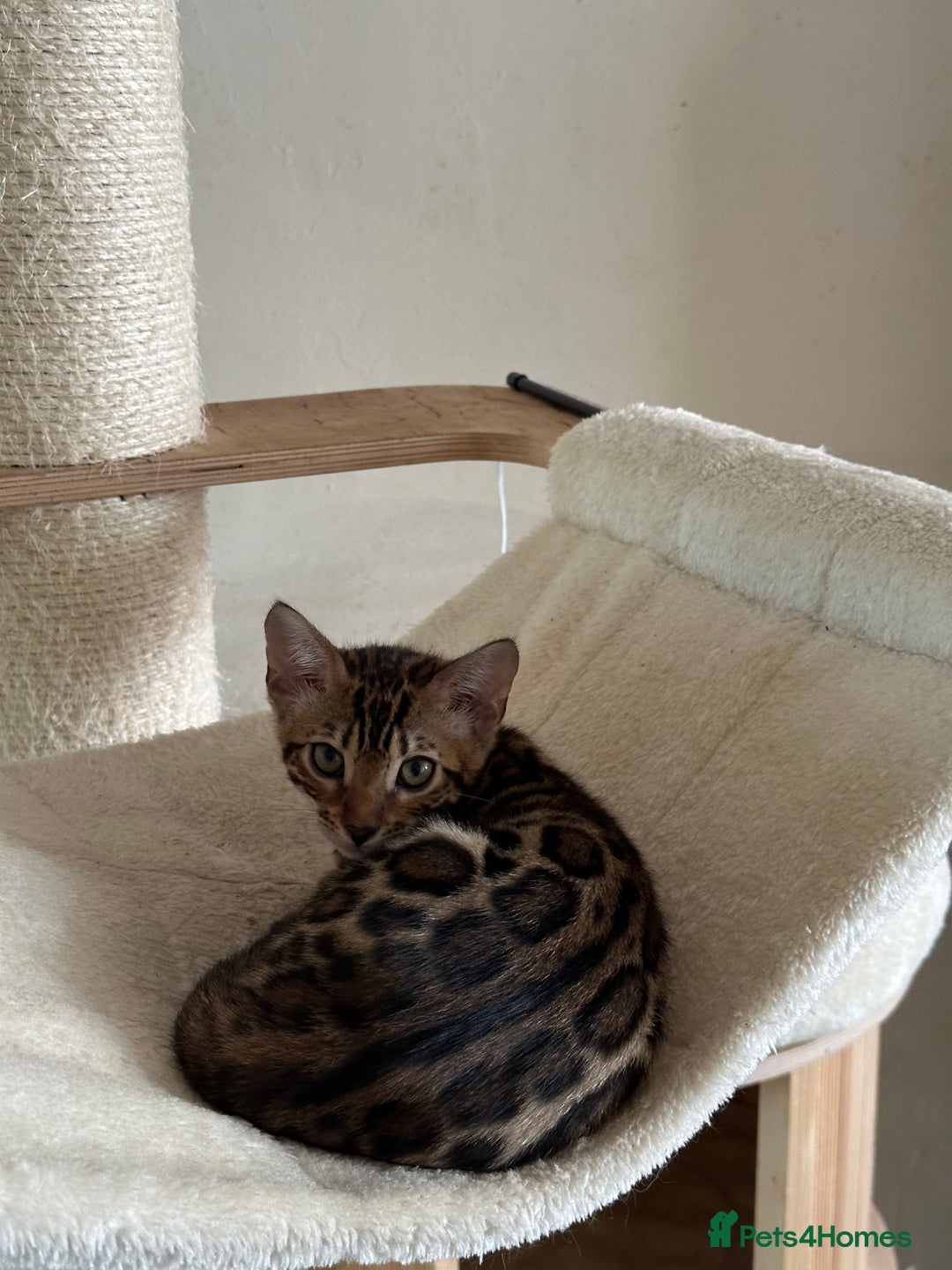 Bengal cats for sale: TICA registered bengal kittens!🐱 - Image 3