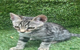 Bengal cats for sale: BSH X BENGAL KITTEN FOR SALE! - Image 2