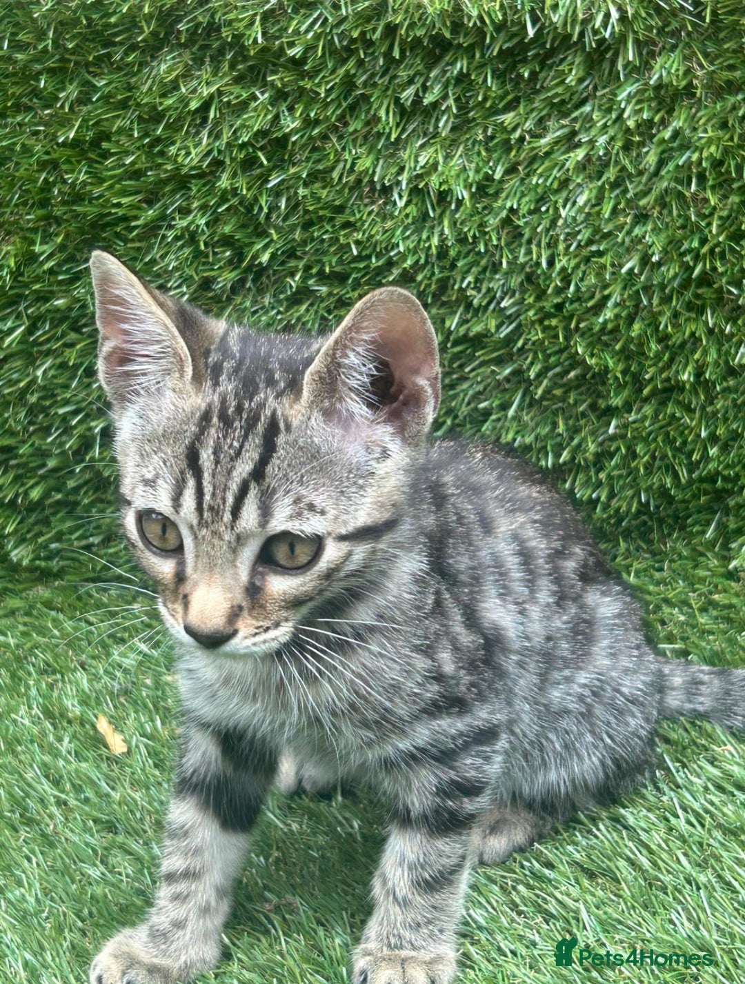 Bengal cats for sale: BSH X BENGAL KITTEN FOR SALE! - Image 2