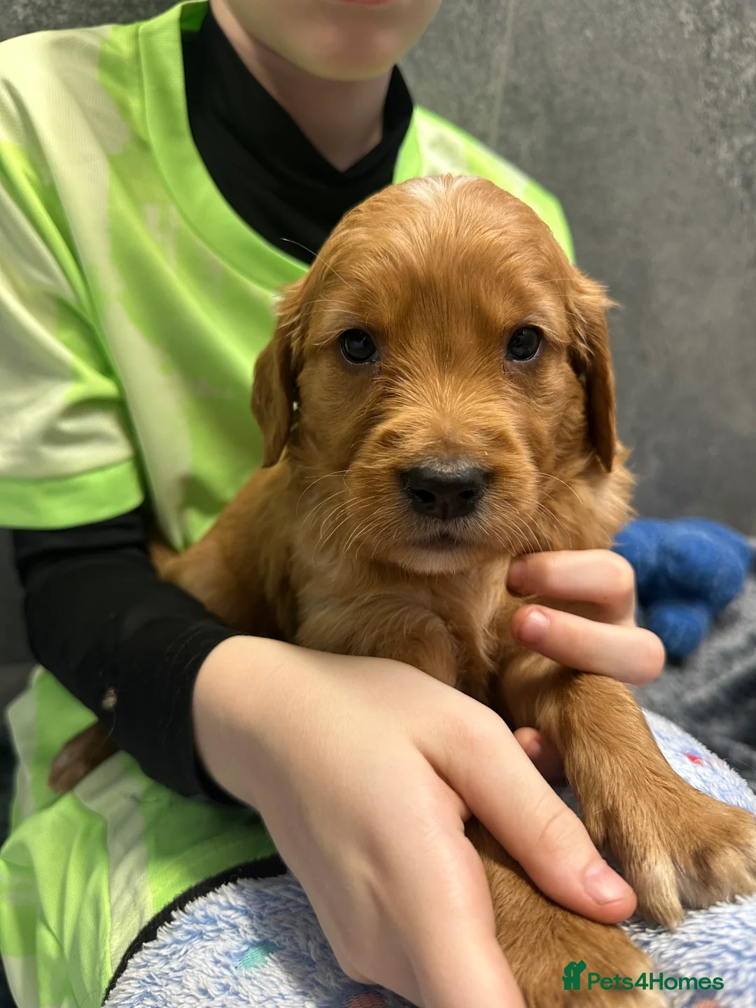 Golden Retriever dogs for sale: Dark Golden KC registered Golden retrievers - Advert 35