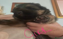 German Shepherd dogs for sale: German shepherd puppies kc registered - Image 10
