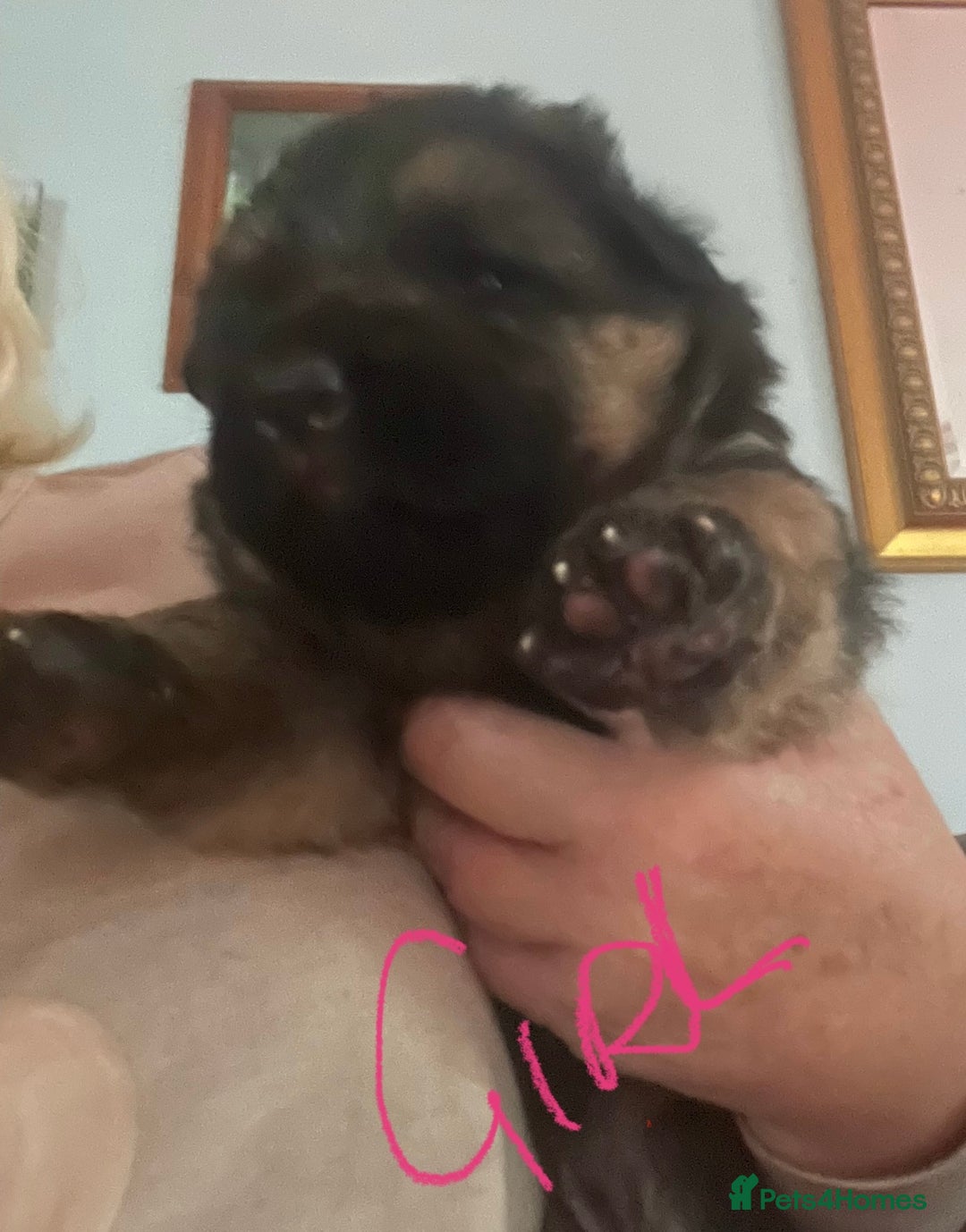 German Shepherd dogs for sale: German shepherd puppies kc registered - Image 10