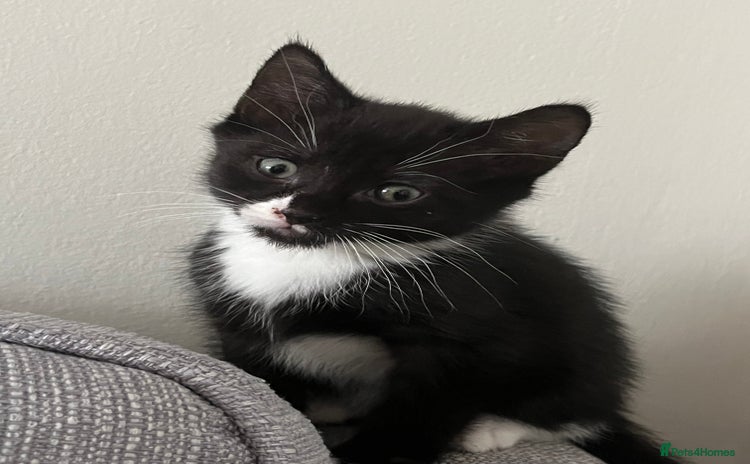 Domestic Shorthair cats - Advert 7
