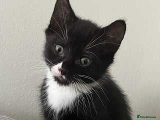 Domestic Shorthair cats - Advert 30