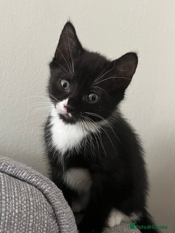 Domestic Shorthair cats - Advert 5