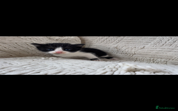 Mixed Breed cats for sale: Beautiful kittens For sale  - Image 10