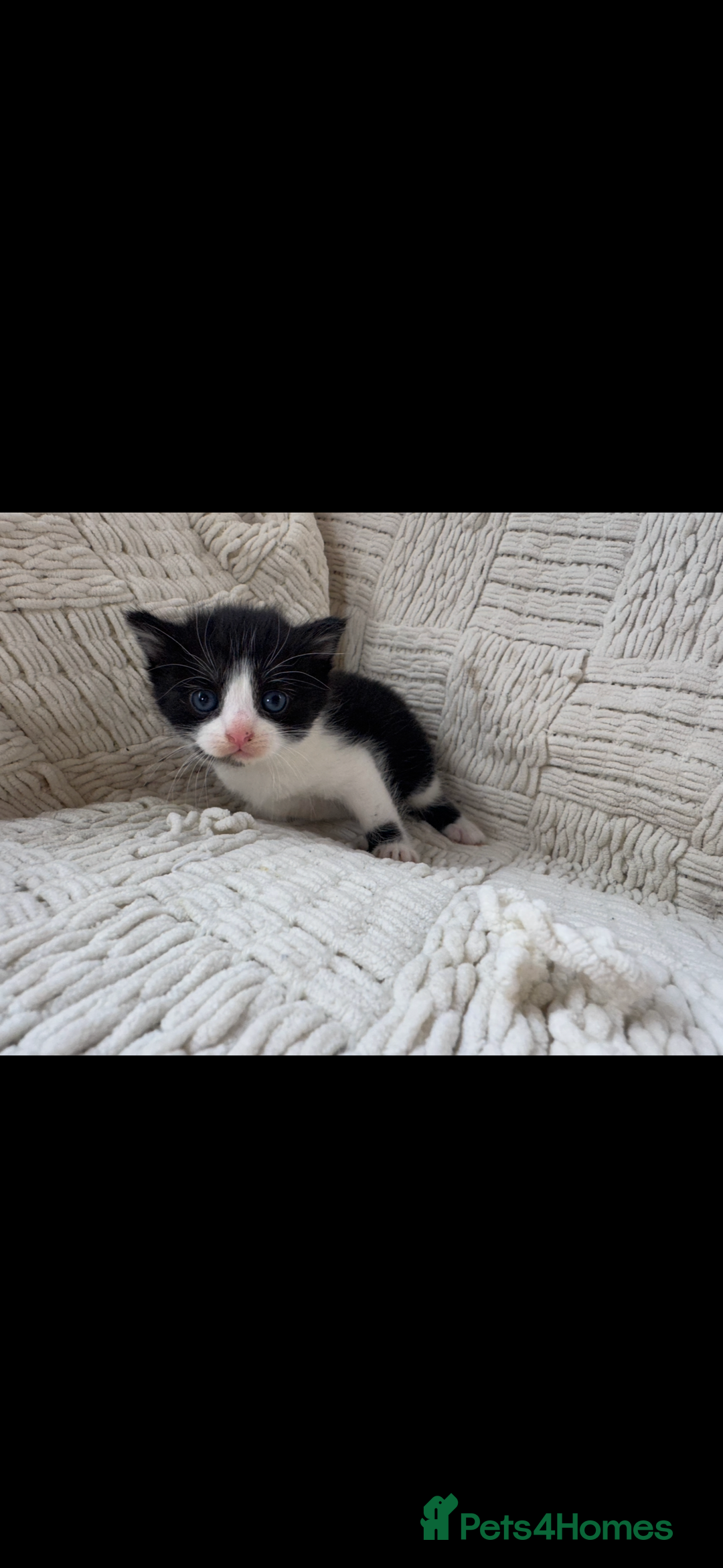 Mixed Breed cats for sale: Beautiful kittens For sale  - Image 10