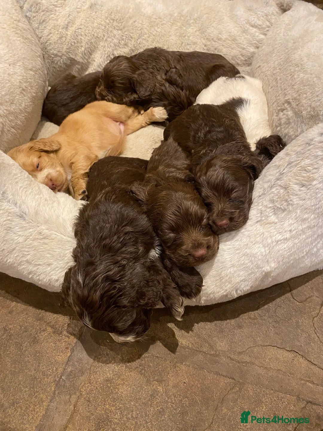 Cocker Spaniel dogs for sale: Working cocker spaniel  - Advert 15