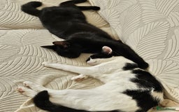 Mixed Breed cats for sale: About this 2 lovely cats - Image 4