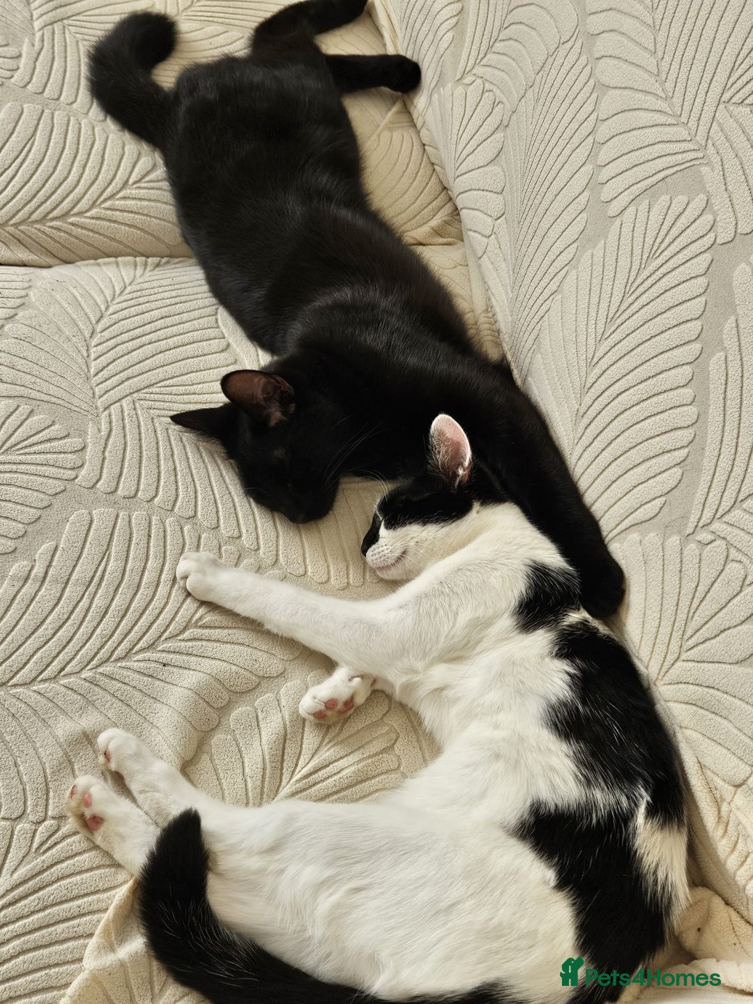 Mixed Breed cats for sale: About this 2 lovely cats - Image 4