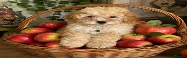 Cockapoo 8