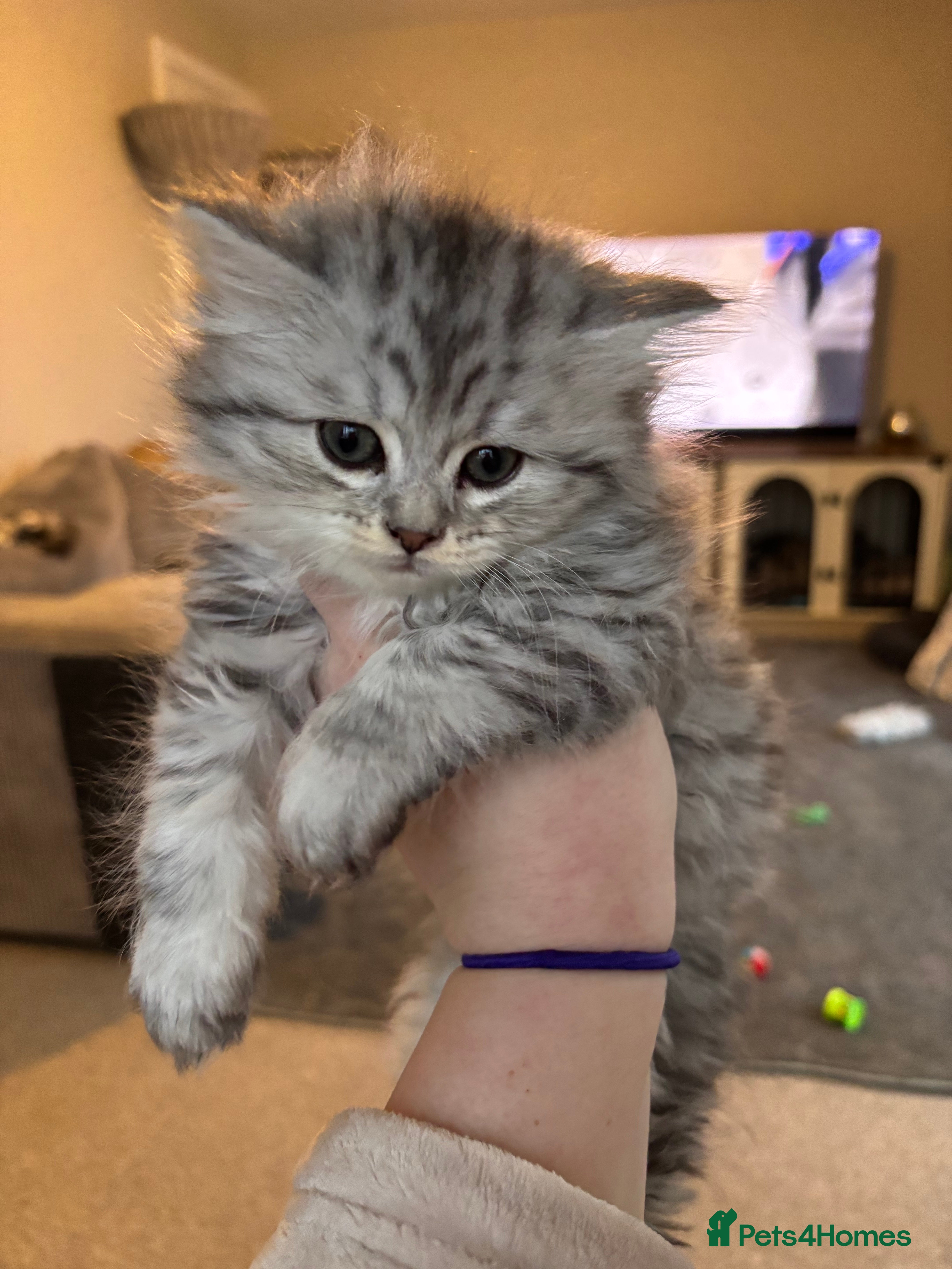 Maine Coon cats Persian X Maine coon LAST GIRL READY 28/01/26 - Advert 8