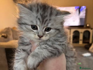 Maine Coon cats Persian X Maine coon LAST GIRL READY 28/01/26 - Advert 10