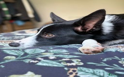 Border Collie dogs for sale: Border Collie Female 7 months old  - Advert 9