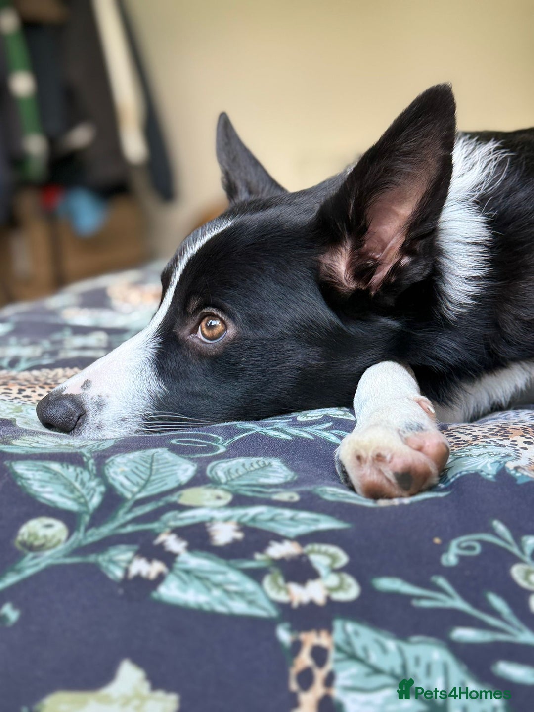 Border Collie dogs for sale: Border Collie Female 7 months old  - Advert 9