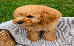 Labradoodle dogs for sale: READY NOW-HEALTH TESTED F1B Miniature Labradoodle - Image 16
