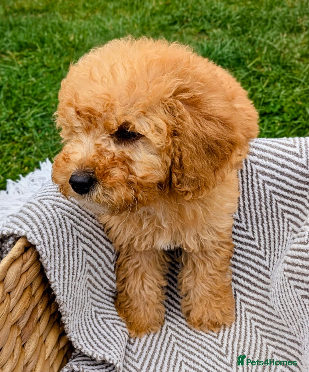 Labradoodle dogs for sale: READY NOW-HEALTH TESTED F1B Miniature Labradoodle - Image 16