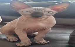 Sphynx cats for sale: Kanadian Sphynx 4 months Last One Girl in Hull - Image 3