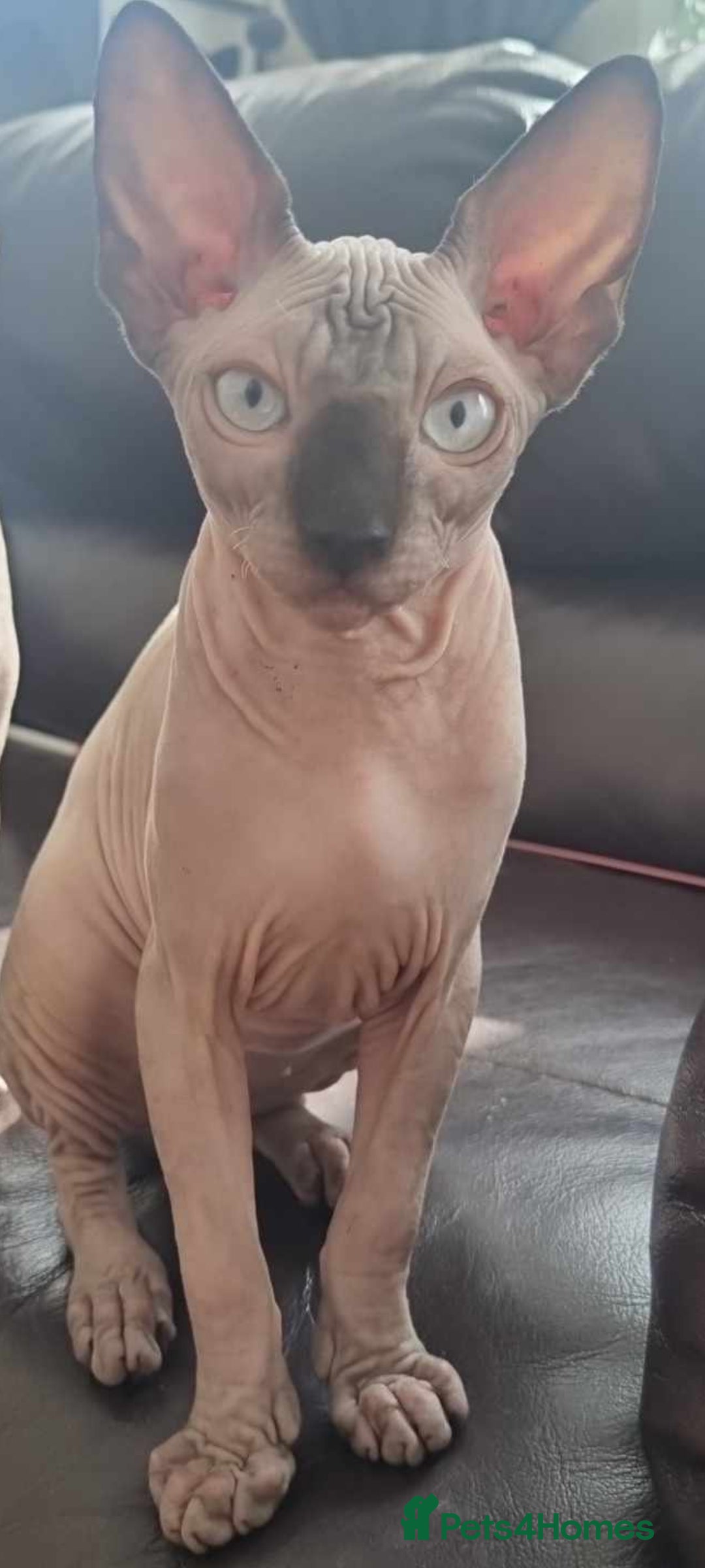 Sphynx cats for sale: Kanadian Sphynx 4 months Last One Girl in Hull - Image 3