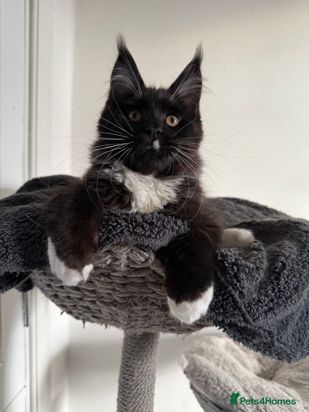 Maine Coon cats for sale: 🐾 last Maine Coon Boy Still Available 🐾 - Advert 14