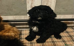 Cockapoo dogs for sale: Cockapoo Puppies - Advert 13