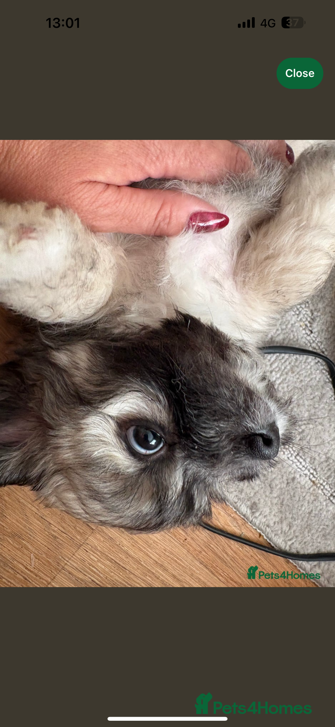 Mixed Breed dogs for sale: 3 beautiful froodle pups for sale 1 girl 2 boys - Image 6