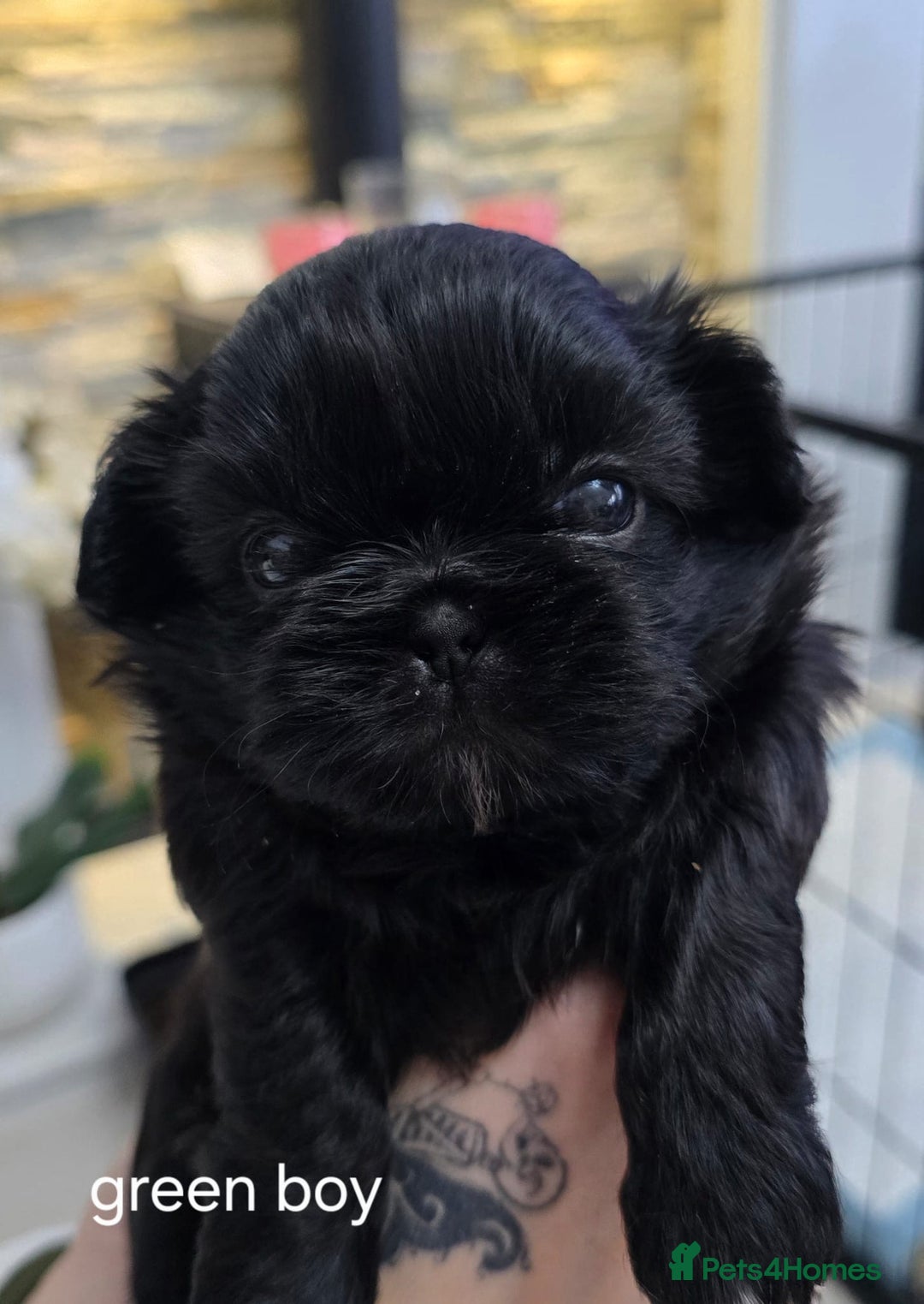 Shih Tzu dogs for sale: Beautiful Shih Tzu Puppies Ready to Leave 19.12.25 - Advert 6