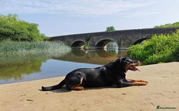Rottweiler dogs for sale: Beautiful Rottweiler Bitch - Image 10