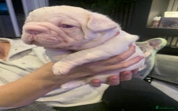 French Bulldog dogs for sale: Platinum Full Pink Big Rope Boy - Image 4