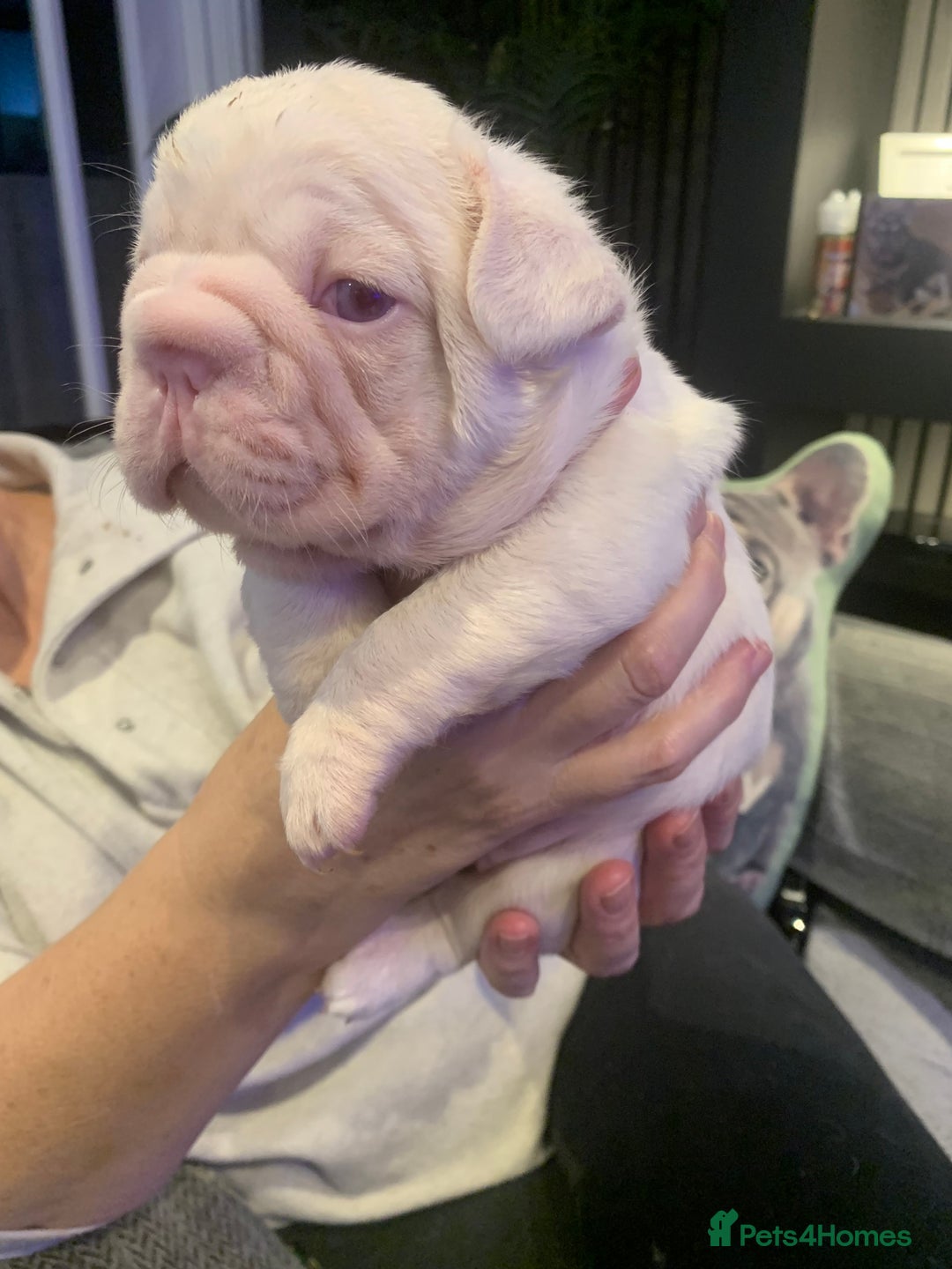 French Bulldog dogs for sale: Platinum Full Pink Big Rope Boy - Image 4