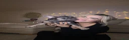 French Bulldog dogs for sale: French Bulldog - Advert 8