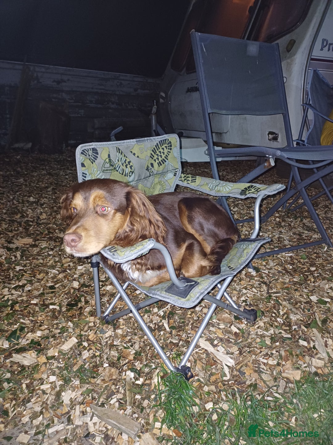 Mixed Breed dogs for sale: Loving springer x cocker 2 years old - Image 7