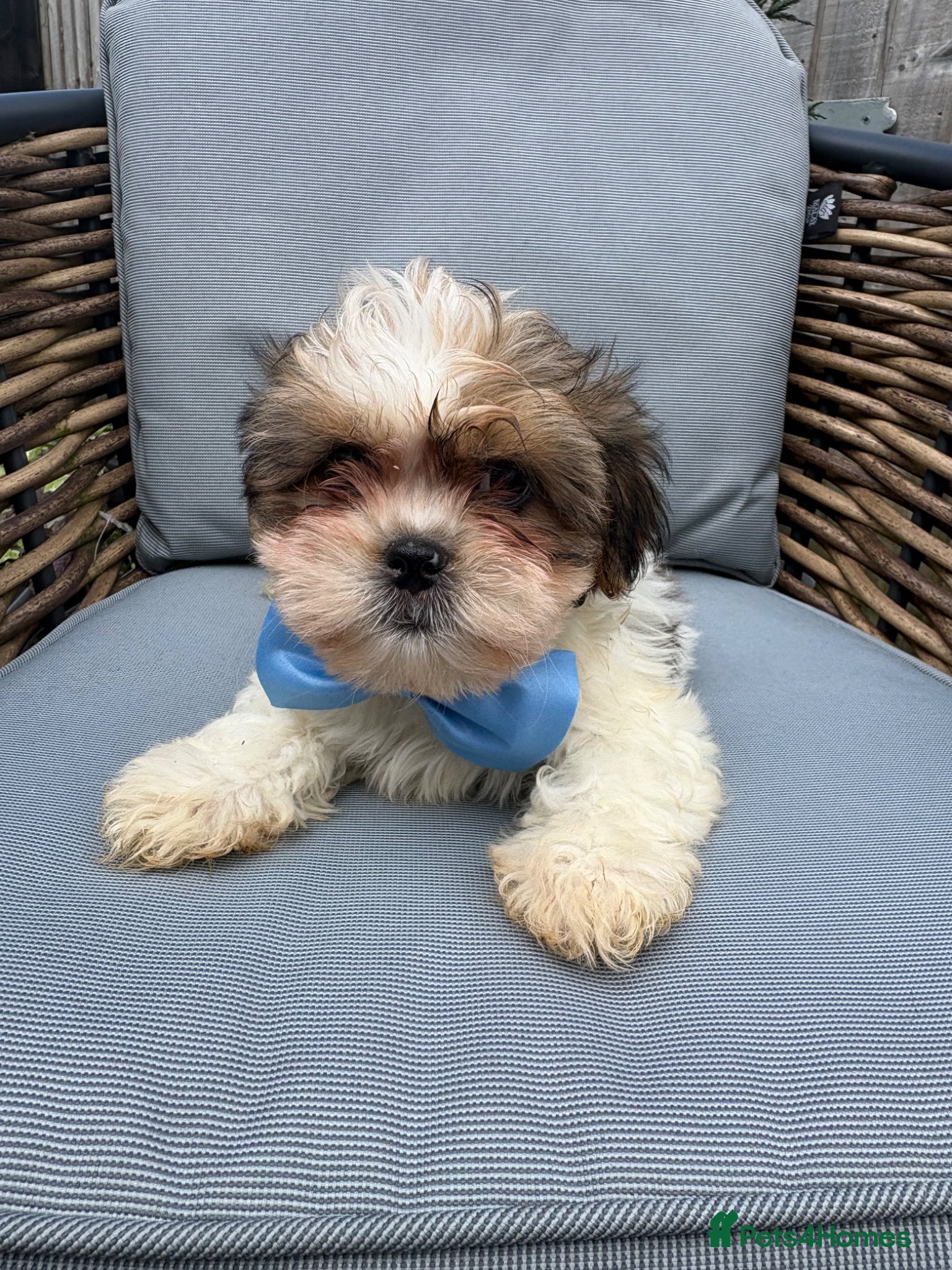 Shih Tzu dogs Stunning Shih Tzu puppies - Advert 3