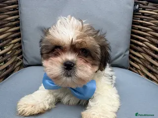 Shih Tzu dogs Stunning Shih Tzu puppies - Advert 3