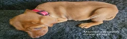 Labrador Retriever dogs for sale: Stunning Red Fox Labs-KC Reg, Health Checked, FTCH - Advert 6