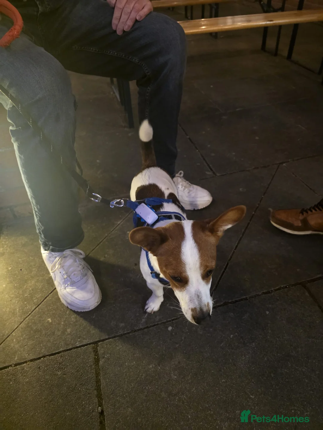 Jack Russell dogs for sale: Jack Russell female - last one - Advert 2