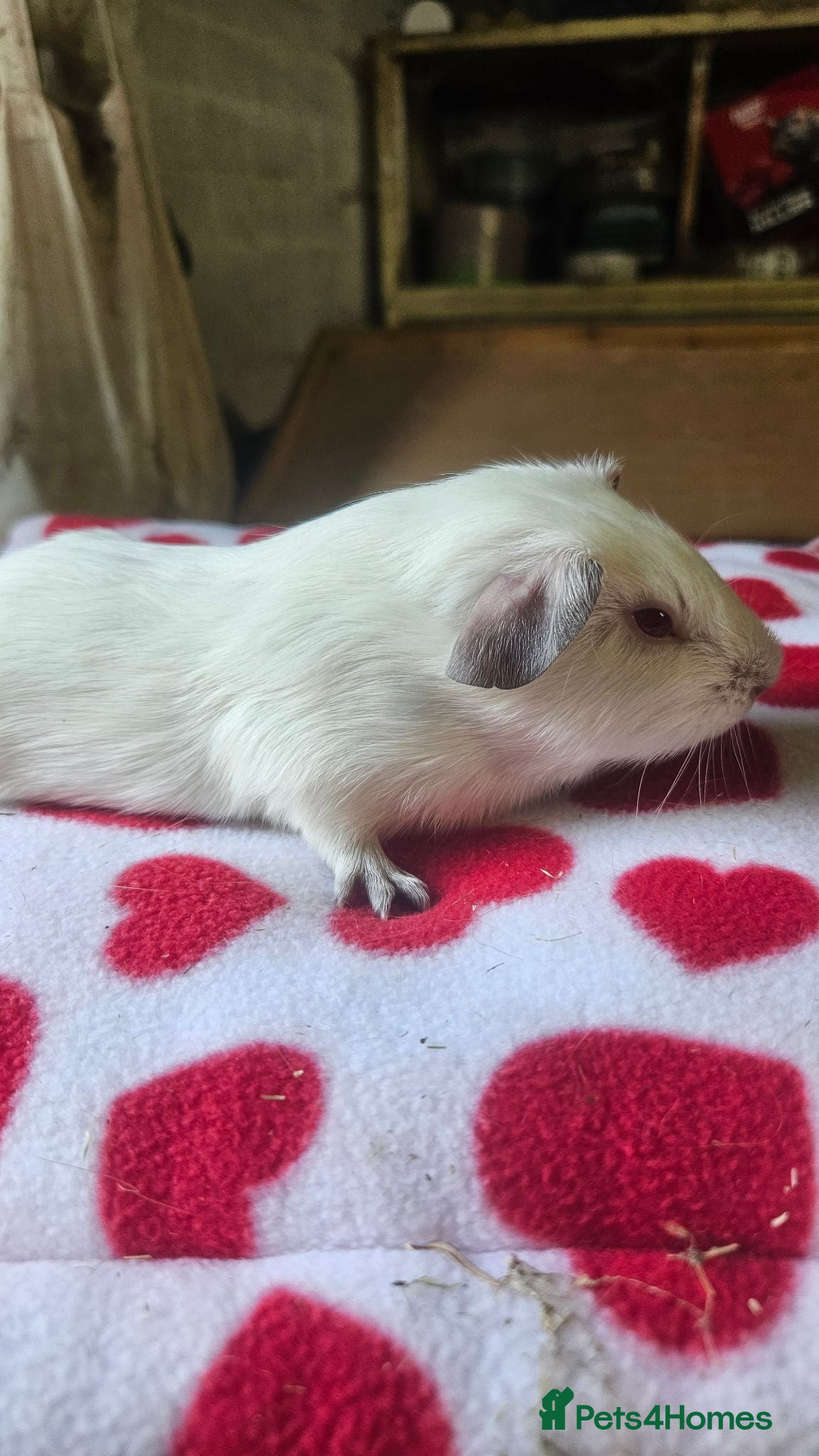 Guinea Pig rodents Beautiful baby boars - Advert 2