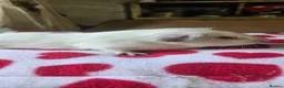 Guinea Pig rodents for sale: Beautiful baby boars - Advert 2