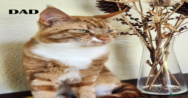 Mixed Breed cats Maine Coon/Norwegian Forest/British Shorthair X - Advert 5