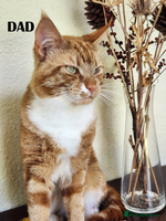 Mixed Breed cats Maine Coon/Norwegian Forest/British Shorthair X - Advert 5