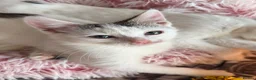 Mixed Breed cats for sale: Gorgeous White Kittens with Grey Markings Ready 🐾 - Advert 8