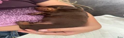 Miniature Dachshund dogs for sale: Loving homes needed  in Taunton - Advert 14