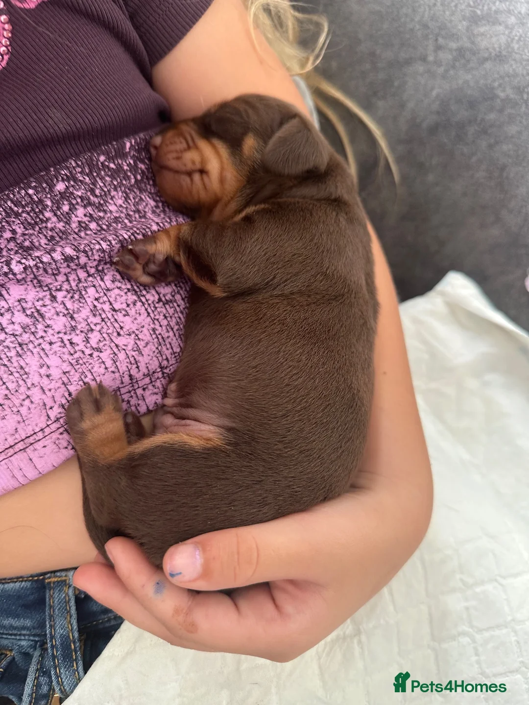 Miniature Dachshund dogs for sale: Loving homes needed  in Taunton - Advert 14