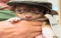Chihuahua dogs for sale: Chihuahua long haired  - Image 4