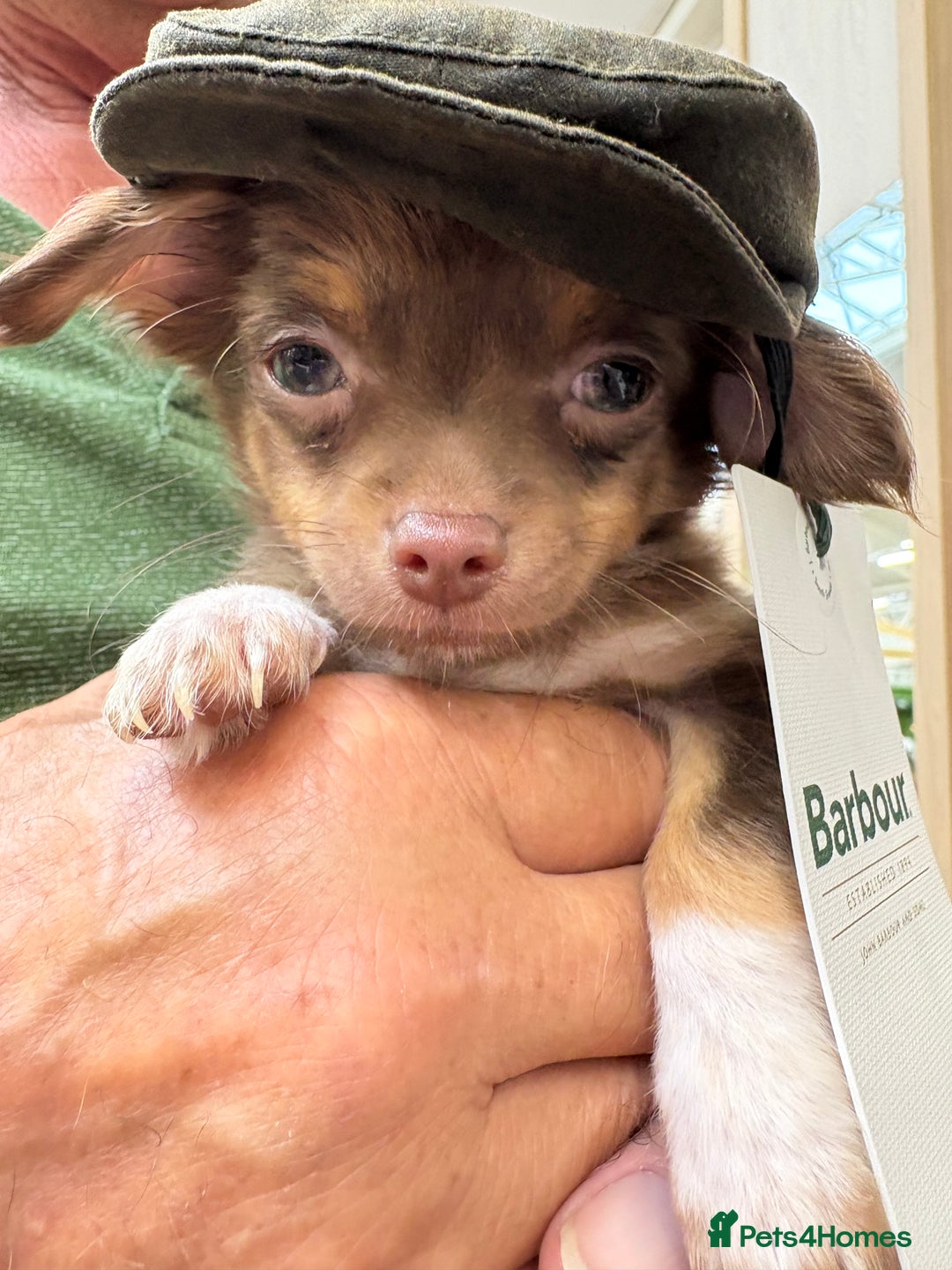 Chihuahua dogs for sale: Chihuahua long haired  - Image 4