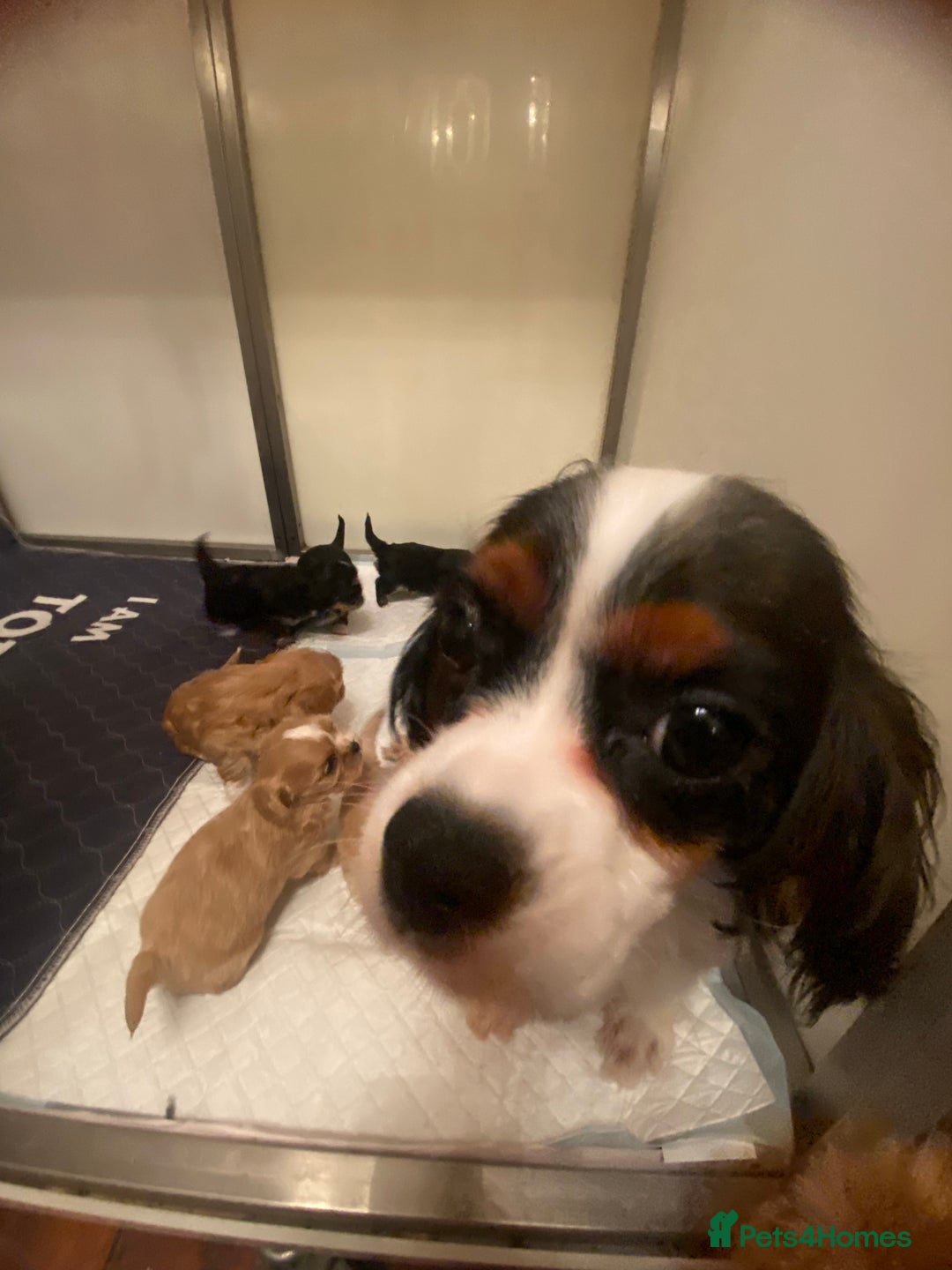 Cava Tzu dogs for sale: Absolutely amazing bundle of cuteness cava - shih - Advert 7