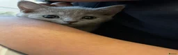 British Shorthair cats for sale: Beautiful British short hair x Russian blue  in Croydon - Advert 8
